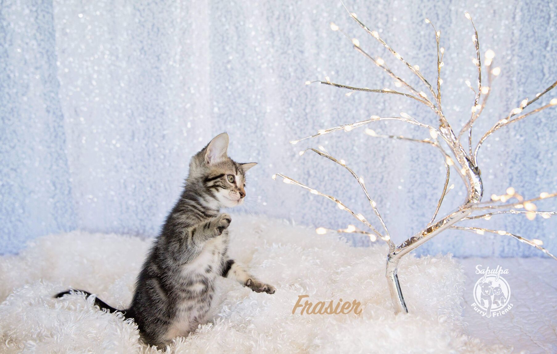Frasier